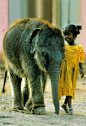 Indian Child with Elephant: 