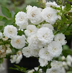 天狼月季【彗星】根接15CM青山盆栽苗-淘宝网