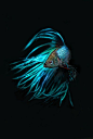 beta fish turqoise  Found on imgfave.com: 