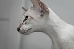 点击来源直接获取大图文件 |A beautiful oriental cat with blue eyes, large ears and a mustache. Close-up.