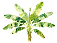 香蕉树  芭蕉 插画 (3)