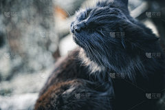 快乐黑猫抓挠，闭上眼睛-选择性聚焦与复制空间