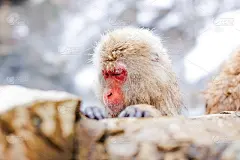 日本雪猴泡温泉