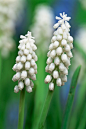 Muscari botryoides Album 白花葡萄风信子