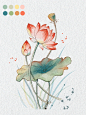 Procreate绘画｜花卉练习4荷花｜步骤