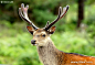 梅花鹿 Sika deer_物种介绍_动物世界_一起分享奇妙的动物世界