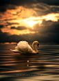 Submitted a swan . by Manuel Roger