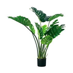 大只青采集到素材-植物