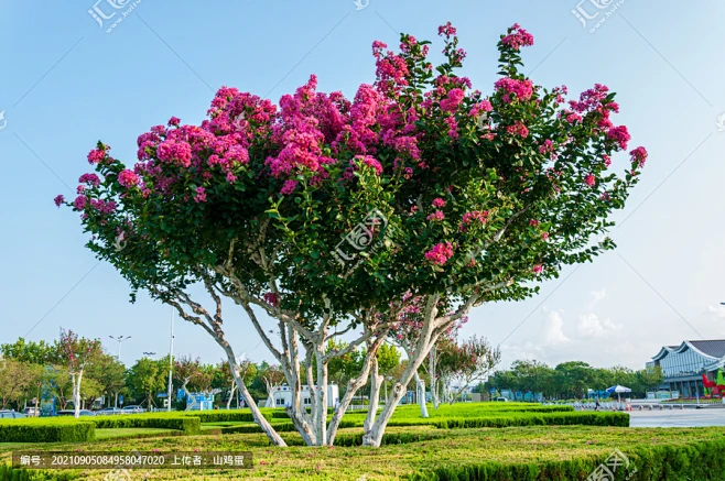紫薇树-花瓣网