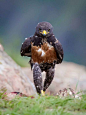 BlazePress: 
