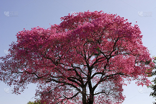 lapacho tree