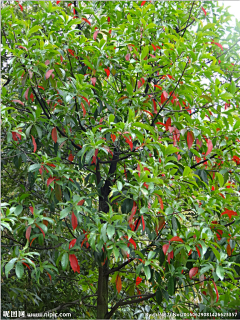 zhuanzhuan1采集到植物