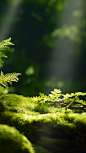 Mysterious jungle, green moss on rocks, green leaves in the background, contrasting shadows, mysterious jungle, enlarged ornament, UHD image, contrasting shadows, depth of field