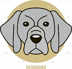 德国魏犬,注视镜头,分离着色,可爱的,白色,宠物,纯种犬,肖像,图像,狗
