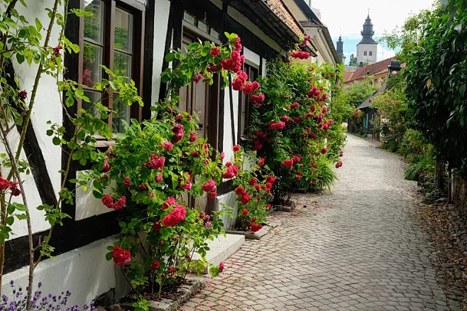 维斯比的一条小街上，盛开的玫瑰和房子一起...