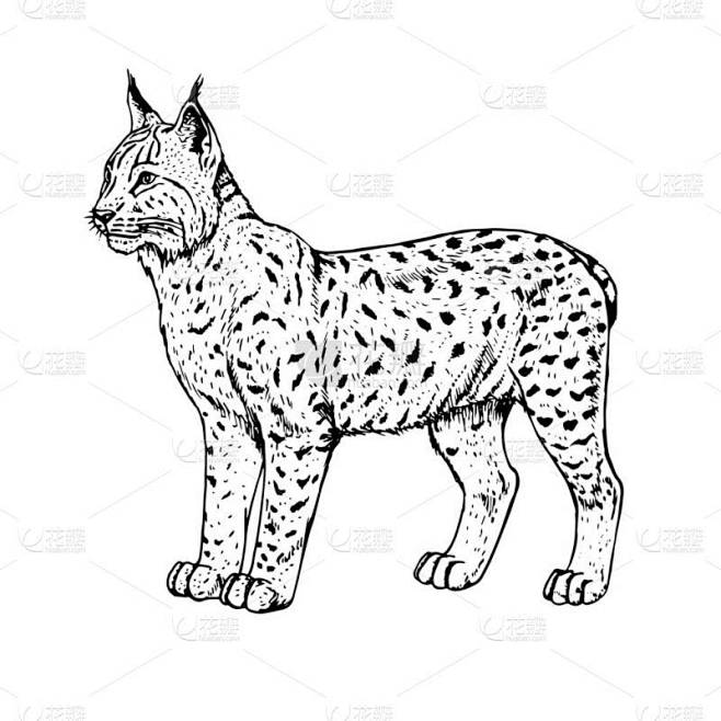 手画的猞猁。矢量图.