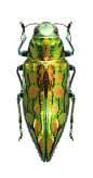 Chrysodema aurifera