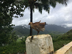 哈纳雷山谷,雨,夏威夷,小鸡,在上面,考艾岛,山,从上面看过去,美国,水平画幅