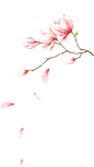 花png 粉色花png 花瓣