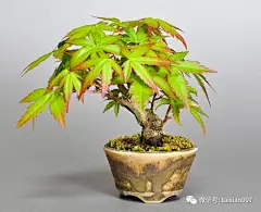 日式小盆景赏