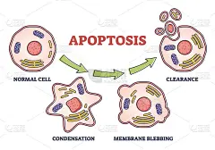 凋亡过程分期为程序性细胞死亡的标记大纲图