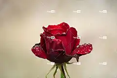 玫瑰 花 美丽的花朵 笔记本电脑壁纸 壁纸4K 自然 花丝 花园