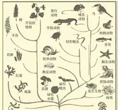 为何说人类的祖先在非洲，从哪方面来论证？ : 人类是进化来的，并且起源于非洲，这在科学界已经是被广泛接受的观点，不断发现的证据也让我们越来越确定这种观点。    地球所有生物都是碳基生命，从这点来说，全球生物都有共同起源。地球历史46亿年，最早的