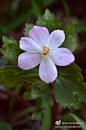 毛茛科 银莲花属 鹅掌草（Anemone flaccida）别名林荫银莲花。多年生草本，高15-40cm。基生叶1-2，有长柄；叶片薄草质，五角形。基部深心形，三全裂，中全裂片菱形。花葶只在上部有疏柔毛；苞片3，似基生叶，菱状三角形或菱形；萼片5，白色，倒卵形或椭圆形；心皮约8，子房密被淡黄色短柔毛，无花柱，柱头近三角形。花期3-6月。