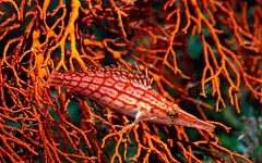 精美热带海底世界高清宽屏壁纸桌面壁纸1