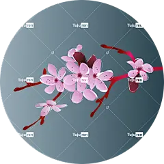 樱花 日本 春天 植物 枝条 盛开 樱花花 自然 花见 开花