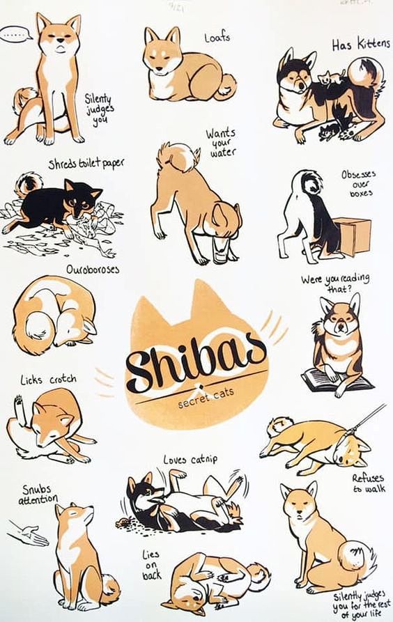 Facts.  #shibainu We...