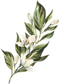 春季唯美水彩手绘鲜花植物花卉叶子请柬海报装饰免抠PNG图案素材 (46)