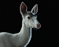 Ghost Deer, Elena Distefano : A Creature Study of a white doe. I was responsible for all aspects of this project.