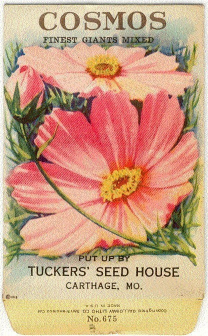 1930年復古花卉種子包波斯菊石板畫 #...