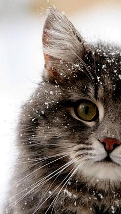 瓠貍·滟采集到猫星人