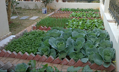 花园设计师3姐采集到蔬菜种植