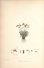 内容：Masdevallia 作者：Woolward, Florence and Lehmann 时间：1896 版本：The genus Masdevallia