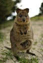 【世界上最快乐的吃货】一只名叫Quokka的短尾矮袋鼠(短尾矮袋鼠是最小的袋鼠之一，体高不到60厘米。)长着一张胖嘟嘟的可爱脸庞，永远像在微笑。非常温驯不怕生，而且还是个十足的吃货。