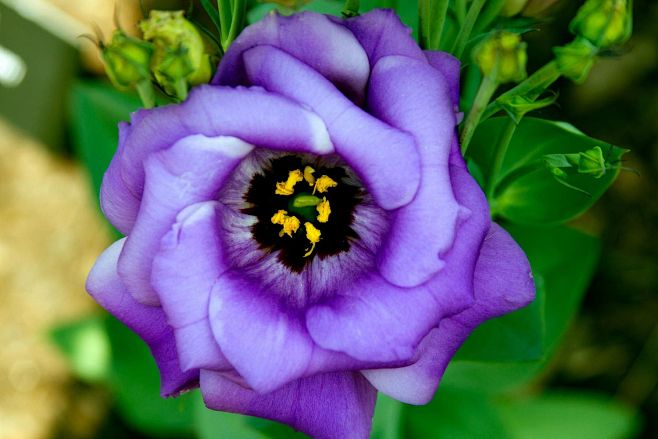 Purple Lisianthus by...