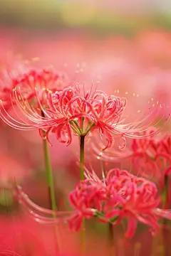 姹紫嫣红的曼珠沙华彼岸花摄影图片