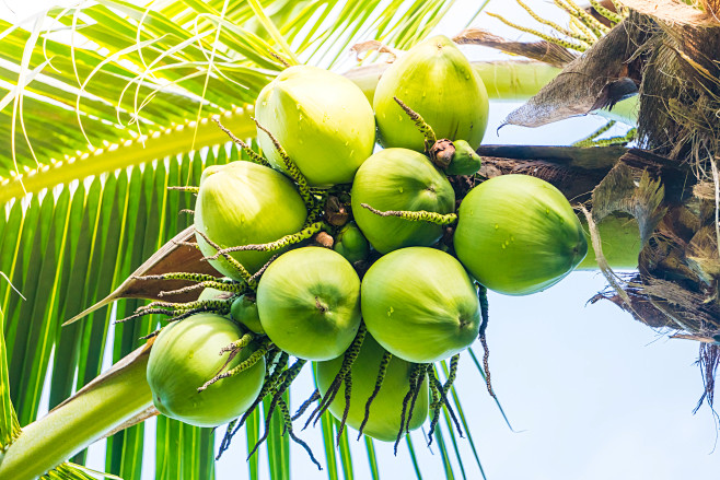 coconut-fruit