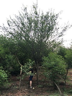 严老师（植栽设计）采集到植物品种