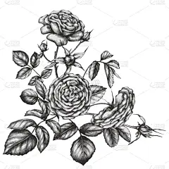 粉红色的花朵