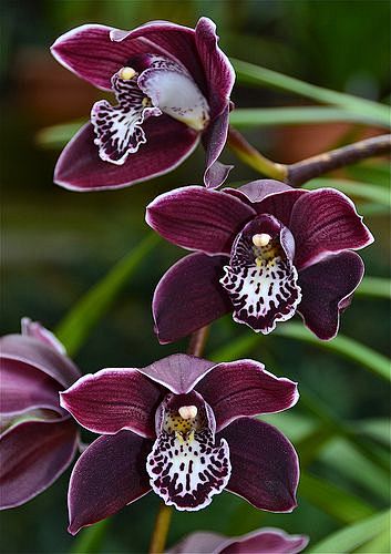 Cymbidium Fascella '...