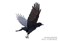 63950采集到乌鸦