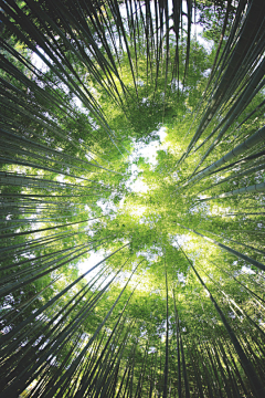 小燕儿-采集到Photo.Green