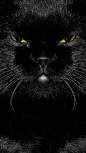 黑色的猫咪其实是暗夜的精灵