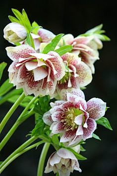 Helleborus x hybridu...