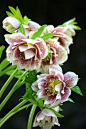 Helleborus x hybridus 'Bosvigo Doubles' (Eton Mess)