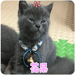 花呆